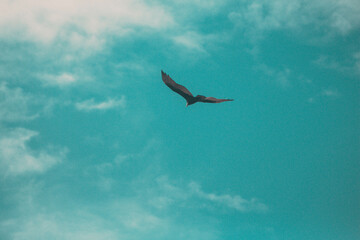 Condor in La Cumbrecita,  Córdoba, Argentina
