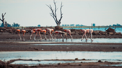 flamingos eating. Miramar, Córdoba, Argentina