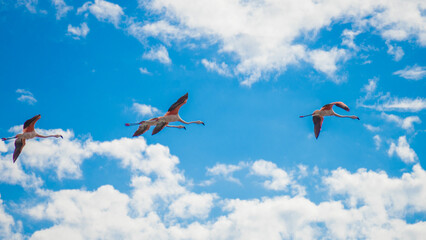 flamingos in Miramar, Córdoba, Argentina