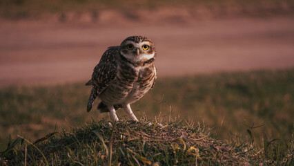 owl looking at camera