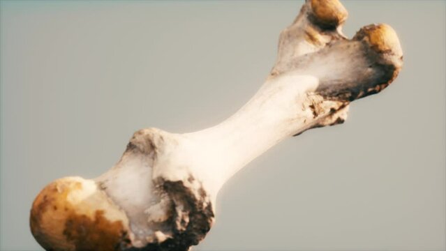 The leg bone of an big animal