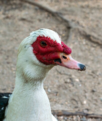 white duck