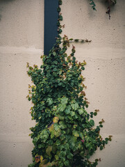 Vines on a wall