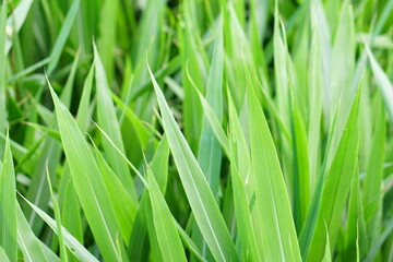 green grass background for fodder.