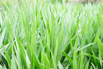 green grass background for fodder.