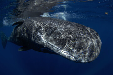 Sperm whale near the surface. Whale playing in ocean. Marine life. 