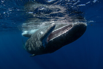 Sperm whale near the surface. Whale playing in ocean. Marine life.  - obrazy, fototapety, plakaty