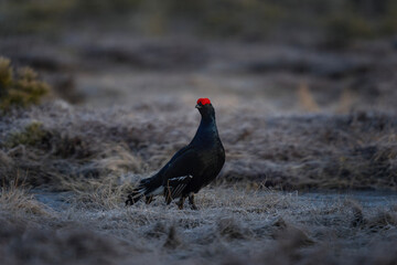 Black grouse on the meadow. Grouse during mating call. Ornithology in Sweden. 