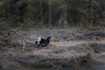 Black grouse on the meadow. Grouse during mating call. Ornithology in Sweden. 