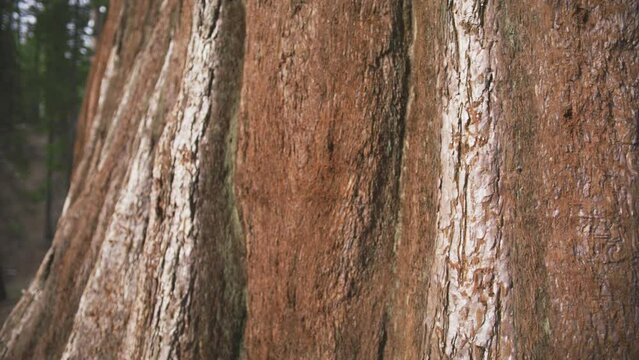 Female environmental activist gently touching Sequoia red tree bark in forest. Woman supporting nature palming giant Sequoia red trunk 4K. Human take care about nature. Nature lover on spring day
