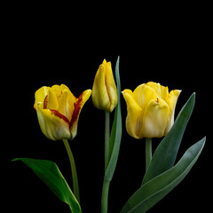 Yellow big dutch tulip flowers. Isolated on black background.