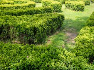 Bush maze. Green spaces. Garden. Homestead plot.