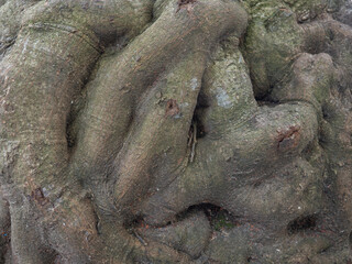 bumpy tree bark. bark structure. Tree trunk close-up. Bark of tree.