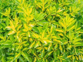 Leaves of an early spring shrub. Blossoming plants. Juicy fresh leaves. Natural pattern.