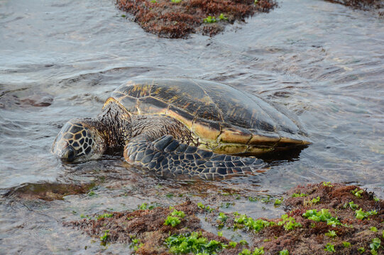Pacific Green Sea Turtle Feeding On Seaweed - Off Waimea Beach Along North Shore Of Oahu Island