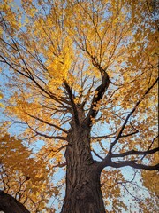 tree in autumn