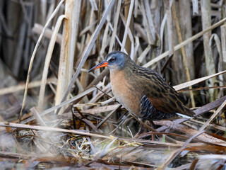 Virginia Rail  Closeup Portrait in Spring