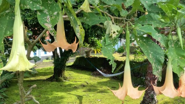 Amethyst flower plants that are blooming have orange and pale yellow colors