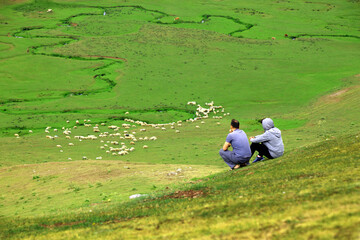 Naklejka premium turkey Ordu: Men watching sheep walking in greenery on Ordu's Thursday plateau. meandering streams flowing through lush plains.