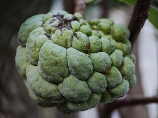 Obraz premium close up of custard apple