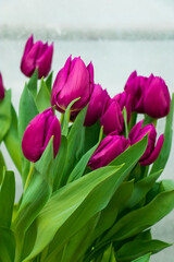 Bouquet of blooming tulips. Spring and holiday symbol.