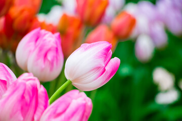 Delicate blooming tulip. Field with bright tulips. Festival of flowers.