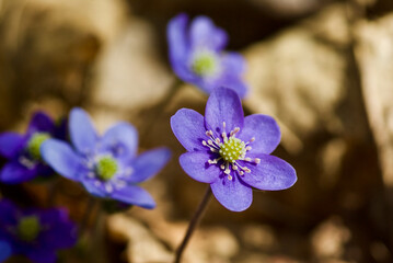 Blue hepatica nobilis plants growing outdoors in the nature in spring in Sweden .