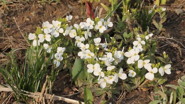 Flowering Caucasian rockcress (Arabis caucasica) plants with white flowers in garden. April, Belarus