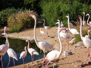 group of flamingos