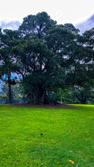 trees in the park