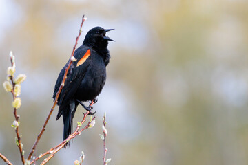 A male redwing blackbird calling out while perched on a twig.