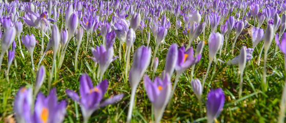 Krokusblüten im Frühjahr 