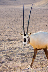 antelope in the desert