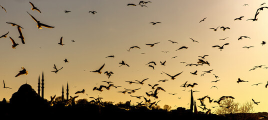 A lot of seagulls are flying over Istanbul minarets and mosques silhouettes.