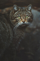 European wild cat (Felis silvestris) detail portrait 