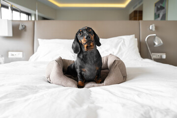Adorable dachshund puppy looks attentively at something, sitting in a pet bed, which stands in the middle of bed in bedroom at home or in dog friendly hotel room, front view