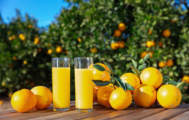 Glass jug and glasses with fresh orange juice on wooden table with oranges in an outdoor setting...