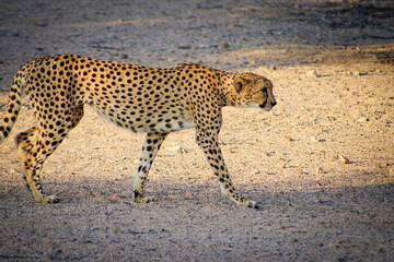 cheetah on the ground