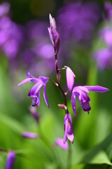 Urn orchid (Bletilla striata) flowers. Orchidaceae pernnial plants. Purple-red flowers bloom from April to May.