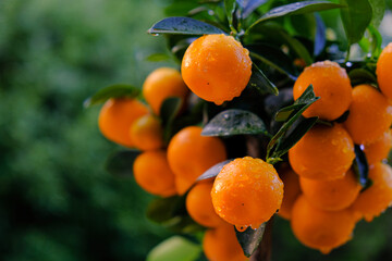 Tangerines bush close-up in the garden.Mandarin Harvest. Organic Natural Farm Bio Fruits.Citrus fruit.