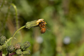 ape che si posa su fiore ancora chiuso tentando di aprirlo in cerca di polline