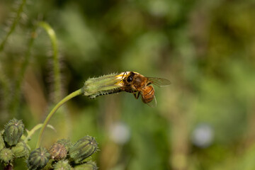 ape che si posa su fiore ancora chiuso tentando di aprirlo in cerca di polline
