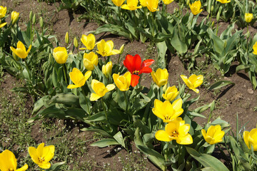 yellow tulips