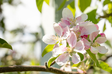 fiori di melo su alberi appena sbocciati in primavera