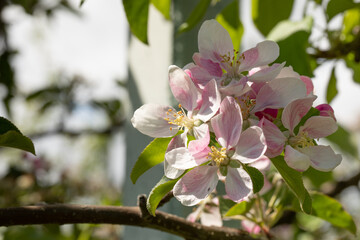 fiori di melo su alberi appena sbocciati in primavera