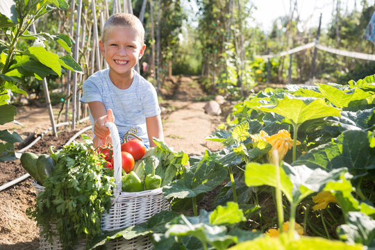 Happy boy with basket of vegetables in the garden. High quality photo