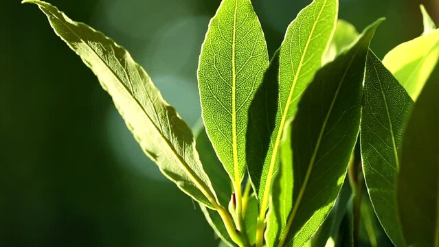 Laurel leaf.Bay leaf. Green laurel leaves on a green blurred background. High quality 4k footage