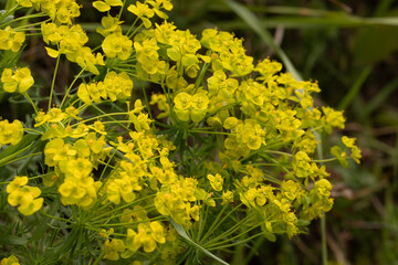 cespuglio di fiori gialli appena sbocciati a primavera