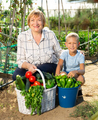 Grandmother and grandson work on a tomato plantation. High quality photo
