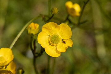 Obraz premium fiori gialli selvatici nel campo appena fioriti a primavera